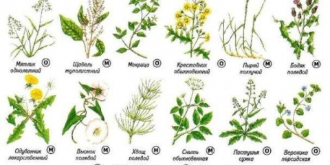 Šteta i koristi od korova